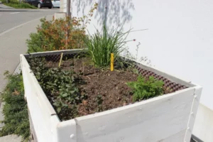 Nettoyage et plantation dans les bacs Comme... un jardin de Tramelan, photo 1