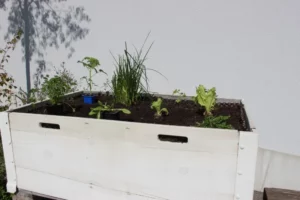 Nettoyage et plantation dans les bacs Comme... un jardin de Tramelan, photo 3