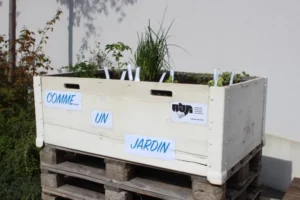 Nettoyage et plantation dans les bacs Comme... un jardin de Tramelan, photo 4