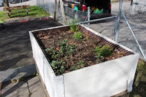 Nettoyage et plantation dans les bacs Comme... un jardin de Tramelan, photo 5