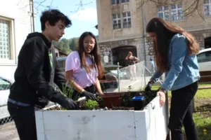 Nettoyage et plantation dans les bacs Comme... un jardin de Tramelan, photo 6