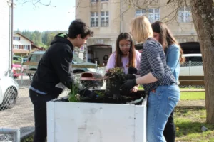 Nettoyage et plantation dans les bacs Comme... un jardin de Tramelan, photo 7