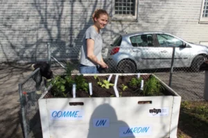 Nettoyage et plantation dans les bacs Comme... un jardin de Tramelan, photo 10