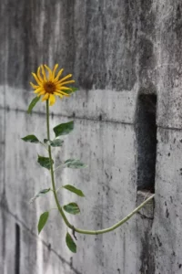 Concours photo de l'AJR sur le thème La couleur Jaune, photo 2