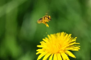 Concours photo de l'AJR sur le thème La couleur Jaune, photo 5