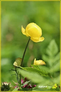 Concours photo de l'AJR sur le thème La couleur Jaune, photo 7
