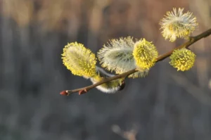 Concours photo de l'AJR sur le thème La couleur Jaune, photo 8
