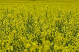 Concours photo de l'AJR sur le thème La couleur Jaune, photo 9