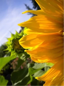 Concours photo de l'AJR sur le thème La couleur Jaune, photo 10