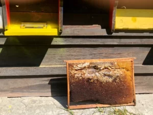 Concours photo de l'AJR sur le thème La couleur Jaune, photo 11