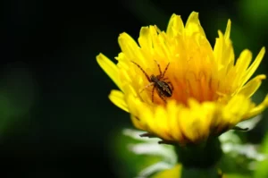 Concours photo de l'AJR sur le thème La couleur Jaune, photo 17