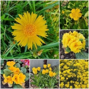 Concours photo de l'AJR sur le thème La couleur Jaune, photo 19