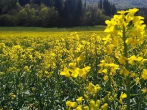 Concours photo de l'AJR sur le thème La couleur Jaune, photo 22