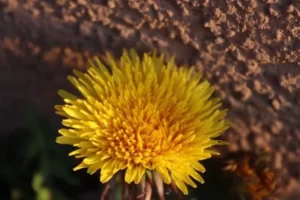 Concours photo de l'AJR sur le thème La couleur Jaune, photo 38