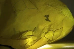 Concours photo de l'AJR sur le thème La couleur Jaune, photo 40